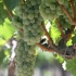 Winogrona sauvignon blanc: opis odmiany, zdjęcia, recenzje